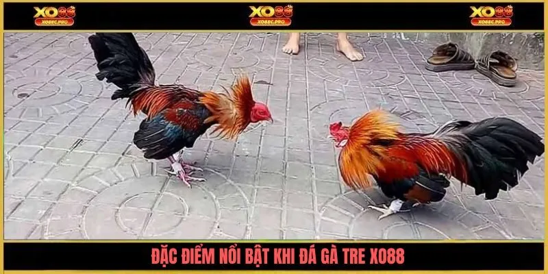 Đặc điểm nổi bật khi đá gà tre XO88
