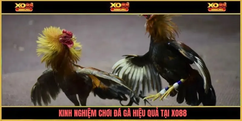 Kinh nghiệm chơi đá gà hiệu quả tại XO88