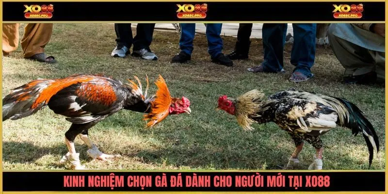 Kinh nghiệm chọn gà đá dành cho người mới tại XO88