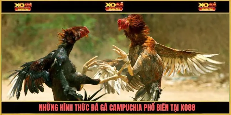 Những hình thức đá gà Campuchia phổ biến tại XO88